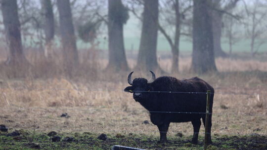 Im Naturschutzgebiet Thürer Wiesen leben Wasserbüffel. Sie sollten eigentlich zum Teil umgesiedelt werden, um die Herdengröße zu