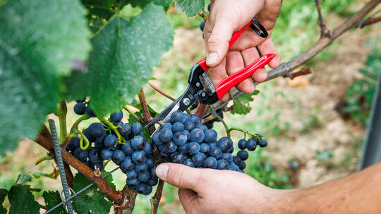 Jahrelang soll eine rheinhessische Kellerei Wein unter falschem Etikett verkauft haben (Symbolfoto).