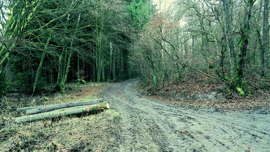 Im Kaisersescher Stadtwald haben Pflege und klimagerechter Aus- sowie Umbau der Wege einen hohen Stellenwert.