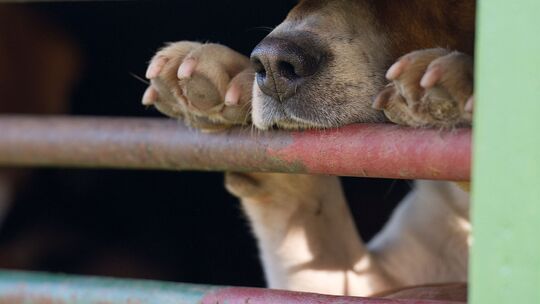 Das aus Russland stammende Tier war in Quarantäne gebracht worden