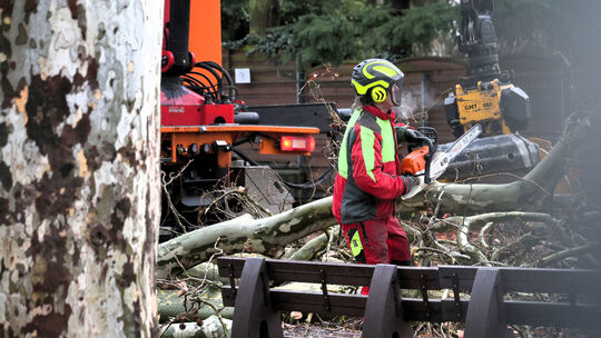 An der Geschwister-Scholl-Schule in Neuwied werden drei Platanen gefällt.