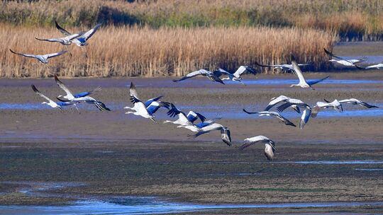 Wann werden das nächste Mal Kraniche über den Westerwald ziehen und vielleicht auch wieder an der Seenplatte rasten? Das hängt u