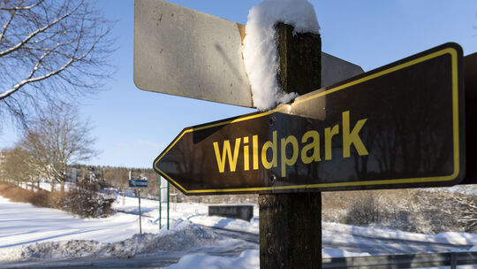 Unter den Verantwortlichen des Wildparks Bad Marienberg geht die Sorge um, dass ein Wolf tierische Bewohner des Parks reißen kön