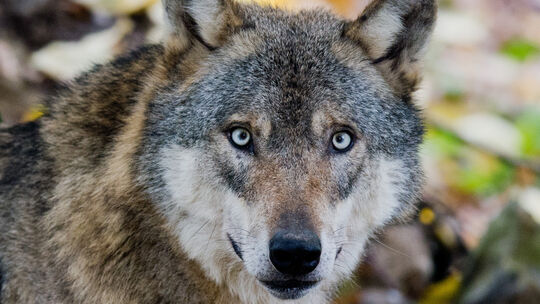Über wolfsabweisende Herdenschutzmaßnahmen informiert das Koordinationszentrum Luchs und Wolf (Kluwo) demnächst in einer Online-