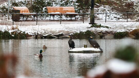 Der Winter hat sich am Donnerstag wieder von seiner schönsten Seite gezeigt, wie hier im Bad Kreuznacher Schlosspark. Auf den St