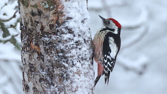 Immer ein besonderes Erlebnis: Ein Mittelspecht in der Nähe der Futterstelle.