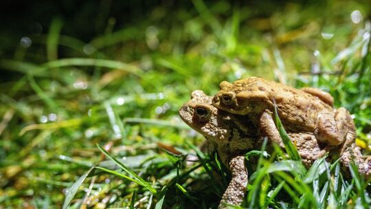 Helfer bei der Krötenwanderung Helfer bei der Krötenwanderung