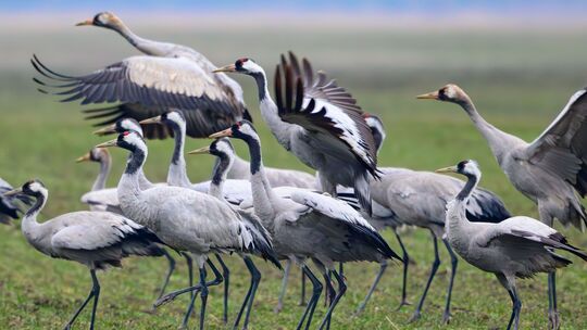 Wo haben sie sich wohl die vergangenen zwei Wochen aufgehalten? Aber jetzt sind sie auch über dem Westerwald wieder in riesigen Wo haben sie sich wohl die vergangenen zwei Wochen aufgehalten? Aber jetzt sind sie auch über dem Westerwald wieder in riesigen