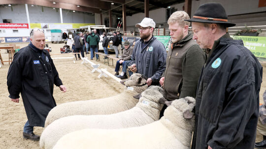Bock-Auktion in Oberbieber: Preisrichter Johannes Trinkl (links) begutachtet die Tiere.