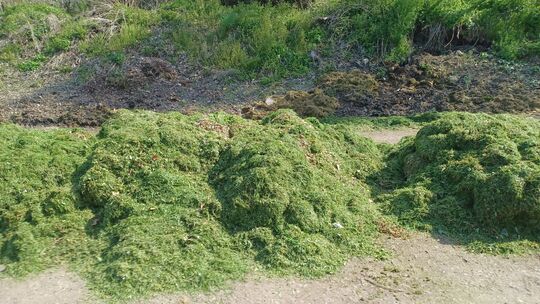 Rasenschnitt gehört nicht auf den Strauch- und Baumschnittsammelplatz. Er sollte im eigenen Garten kompostiert werden, um etwa w