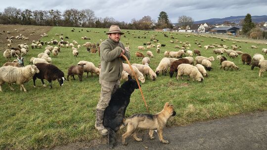 Wanderschäfer Johannes Bois ist mit rund 600 Tieren inklusive Ziegen, Eseln und seinen Hütehunden noch auf dieser Rheinseite für