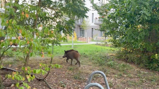 Die Wildschweinpopulation steigt kontinuierlich, die Tiere dringen immer weiter in Siedlungsgebiete vor (Symbolbild).