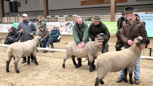 Bock-Auktion in Oberbieber