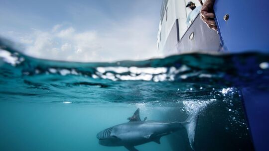 Ein Hai ist mit einem Peilsender versehen