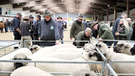 Bei der Bockauktion in Oberbieber konnten für die eigenen Zucht verheißungsvolle Tiere ersteigert werden.