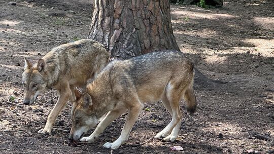 Drei Wölfe, darunter vermutlich zwei Jungtiere, waren an der Attacke auf eine Schafherde in Weitefeld beteiligt (Symbolbild)
