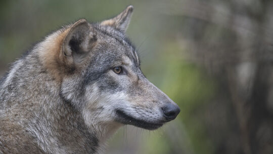 In der VG Altenahr ist Ende Januar ein Wolfsnachweis durch das Kluwo erfolgt.