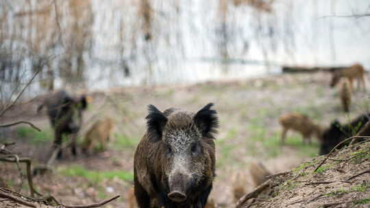 Die äußeren Bedingungen für Wildschweine sind günstig, die Population steigt in fast ganz Mitteleuropa. Immer öfter sind die Tie Die äußeren Bedingungen für Wildschweine sind günstig, die Population steigt in fast ganz Mitteleuropa. Immer öfter sind die Tie