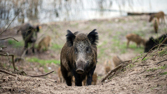 Die äußeren Bedingungen für Wildschweine sind günstig, die Population steigt in fast ganz Mitteleuropa. Immer öfter sind die Tie