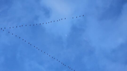 Halgänse über Oberstein