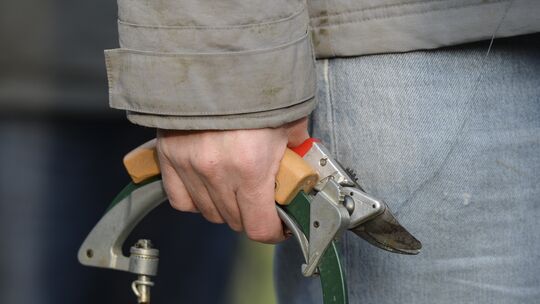 Wer von März bis Ende September zur Säge oder Baumschere greifen möchte, sollte sich gut informieren: In dieser Zeit darf Sträuc