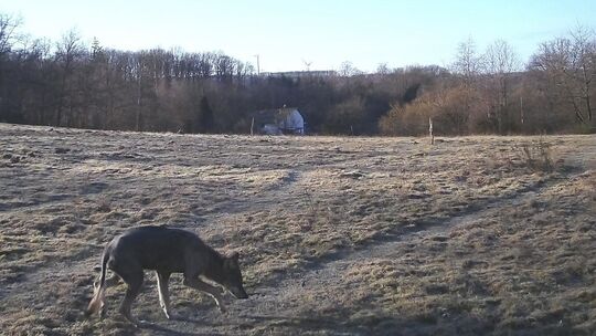 Ist ein räudiger Wolf im Raum Mittelhof unterwegs? Die Aufnahme einer Wildkamera legt das nahe.