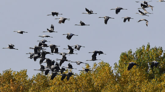 Fliegende und rastende Kraniche sind immer wieder auch an der Westerwälder Seenplatte zu beobachten.