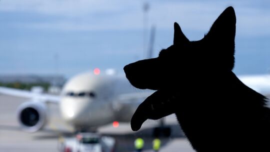 Flugreisen mit Hunden