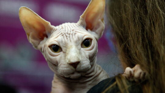 Eine Canadian Sphynx-Katze, deren Rasse aufgrund fehlender Tasthaare in den Augen der Koblenzer Richter als Qualzucht gilt.