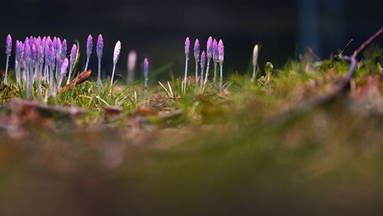 Frühlingsboten in Niedersachsen