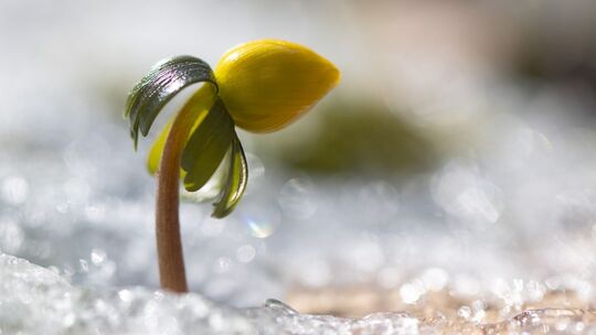 Winterling in Sachsen Winterling in Sachsen