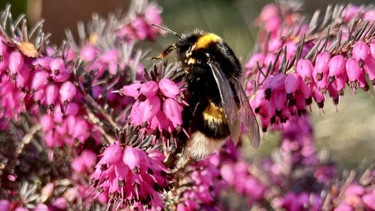 Derzeit sind fast ausschließlich Hummel-Königinnen unterwegs. Sie sind deutlich größer und lauter als die Arbeiterinnen, die son