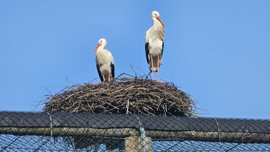 Die ersten Rückkehrer aus den Winterquartieren sind wieder im Storchenzentrum Schmißberg angekommen. Die Piraten genannten Störc