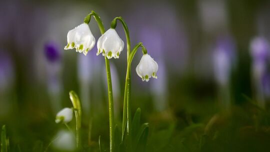 Frühling in Baden-Württemberg Frühling in Baden-Württemberg