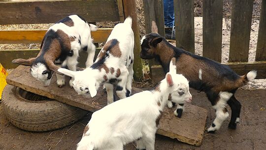 Ziegennachwuchs in Kirn-Sulzbach: Alle Kitze sind wohlauf, gesund und munter.