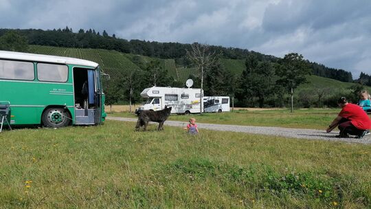 Eine tolle Lage in der Natur, Ruhe und eine schöne Aussicht: Das hat der Wohnmobilstellplatz in Wittlich aktuell zu bieten. (Arc