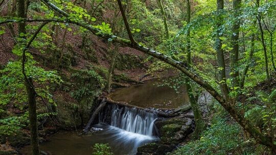 Kleiner Wasserfall in einem bewaldeten Tal der Baybachklamm, umgeben von dichtem Grün.