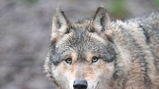 Wie weit verbreitet ist der Wolf inzwischen in Rheinland-Pfalz? Wir haben bei den Expertem vom Koordinationszentrum für Luchs un
