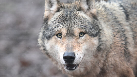Wie weit verbreitet ist der Wolf inzwischen in Rheinland-Pfalz? Wir haben bei den Expertem vom Koordinationszentrum für Luchs un Wie weit verbreitet ist der Wolf inzwischen in Rheinland-Pfalz? Wir haben bei den Expertem vom Koordinationszentrum für Luchs un