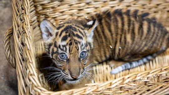 Sumatra-Tiger-Jungtier im Tierpark Berlin