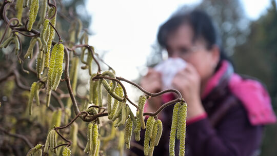 Eine Pollenallergie kann den Sommer zu einer ganz schönen Tortur machen.