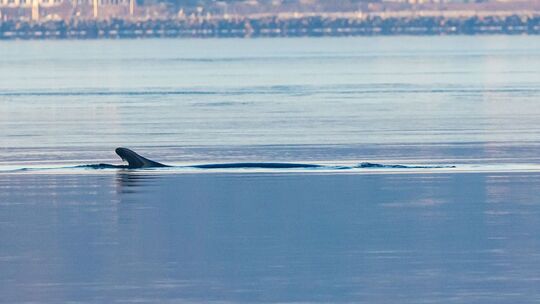 Wieder Wal in Ostsee gesichtet
