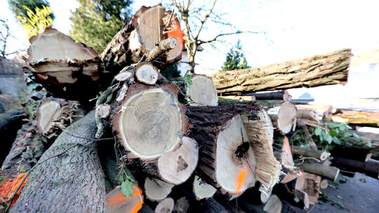 Baumfällungen in Niederbieber
