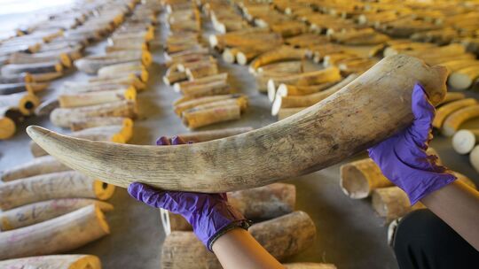 Elefanten-Wilderer auf Sumatra festgenommen