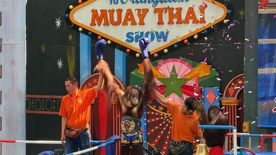 Orang-Utans als Touristenattraktion in Thailand