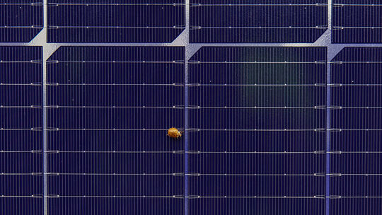 Symbolfoto: Ein Marienkäfer sitzt auf einem Solarpaneel.