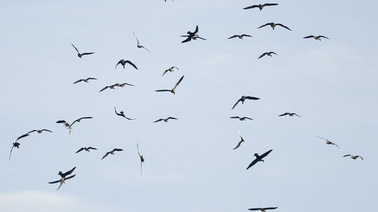 Bei längerem Beobachten fällt auf, dass die Zugvögel über der Burgruine Landskrone in Bad Neuenahr-Ahrweiler plötzlich ihre Form