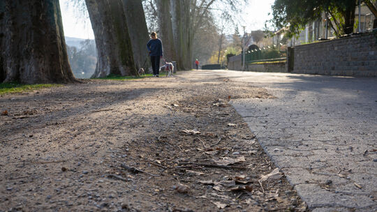 Der Weg in den Koblenzer Rheinanlagen ist an vielen Stellen in keinem besonders guten Zustand. Die Sanierungen sollen nun abschn