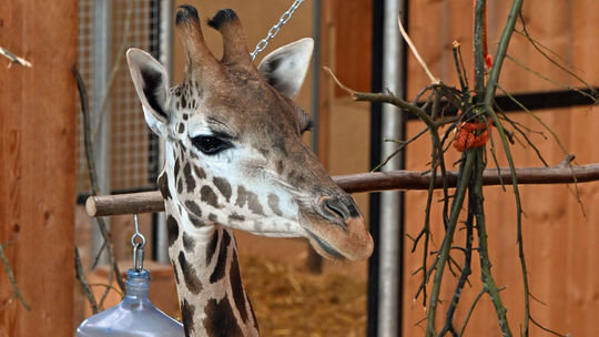 Abends kommt die Giraffe Ella im Tierpark Bell in ihr Giraffenhaus.