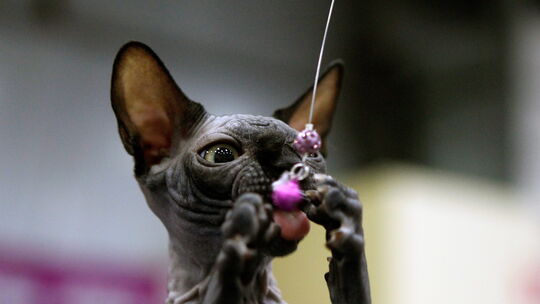 Katzen der Rasse "Canadian Sphynx" sind haarlos. Eine Züchterin aus dem Kreis Bad Kreuznach muss zwei ihrer Tiere kastrieren las